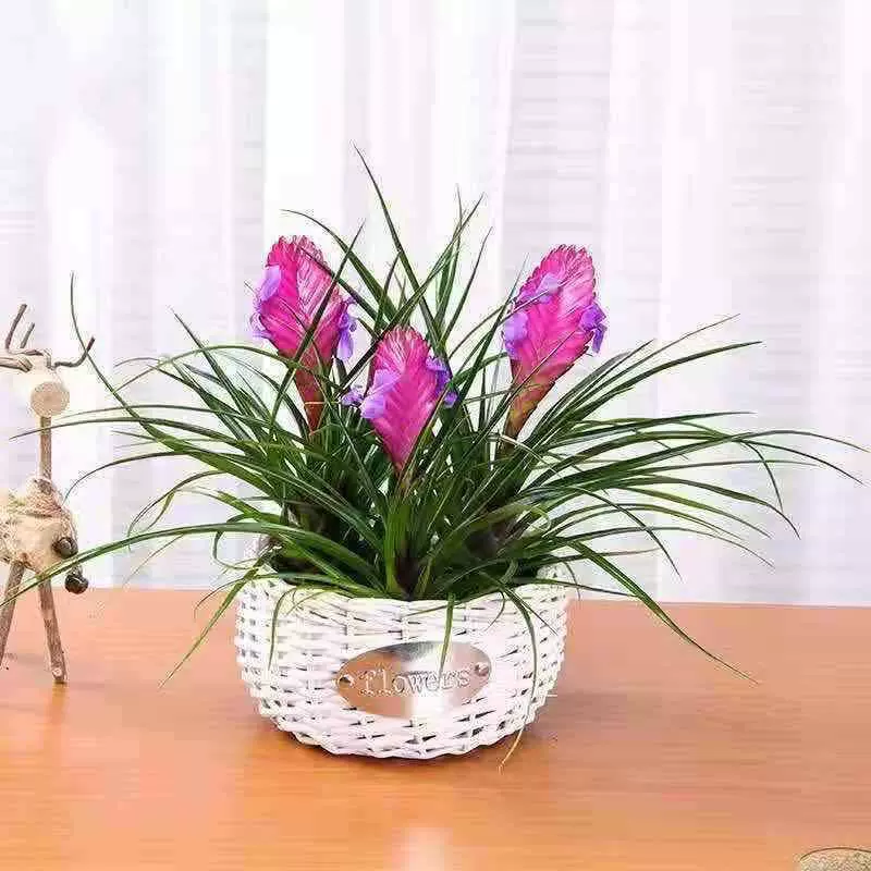 铁兰花盆栽紫花凤梨植物室内花卉桌面盆景吸甲醛净化空气水培