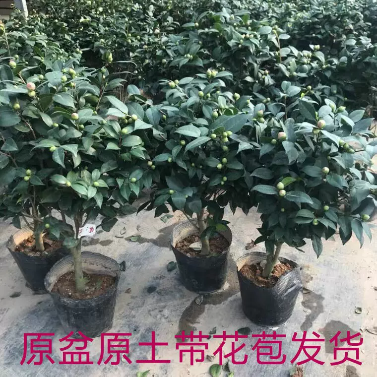 6年茶花盆栽树苗茶花四季阳台盆栽庭院种植当年开花茶花绿植