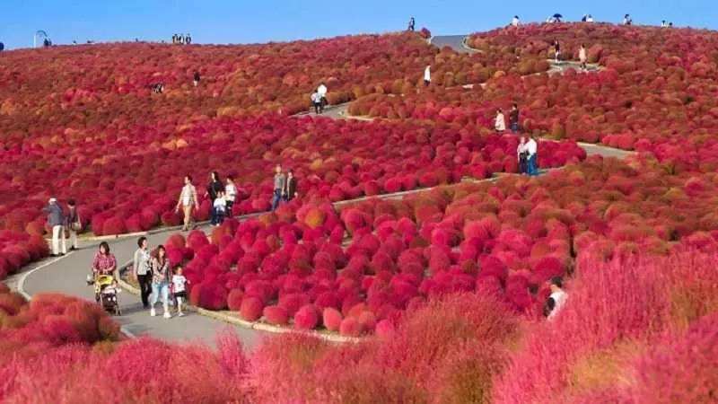 缤纷四季花海图片