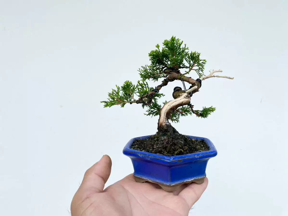 【静岡】114M 駿河山正 虎 添配 二点 置物 盆景 2個 空間擺設系魚川真柏精品盆景茶道意境雀樓植栽- Pinkoi 限時優惠活動