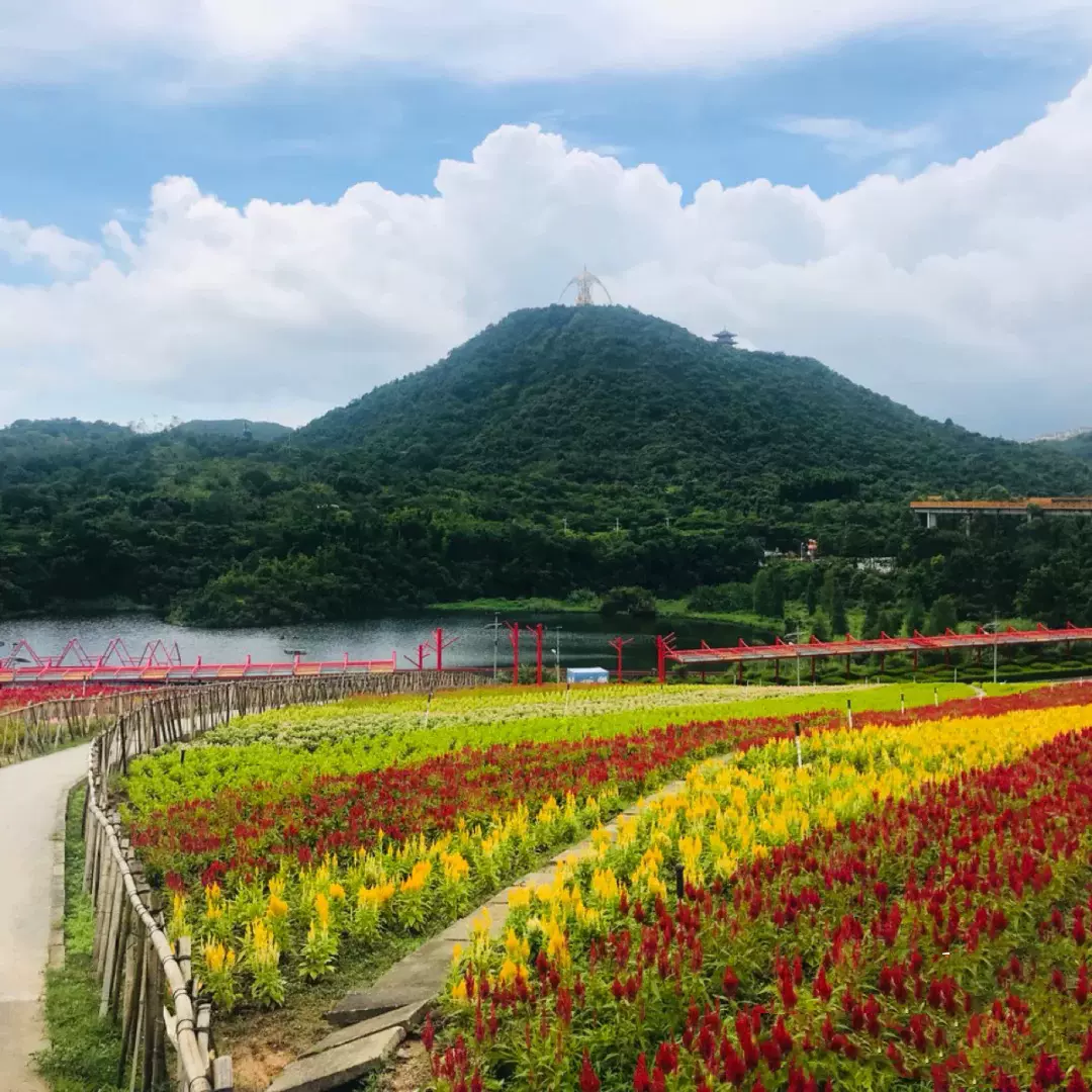 东部华侨城-四季植物馆图片