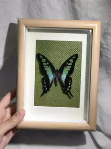 butterfly specimen green phoenix butterfly Latest Best Selling 