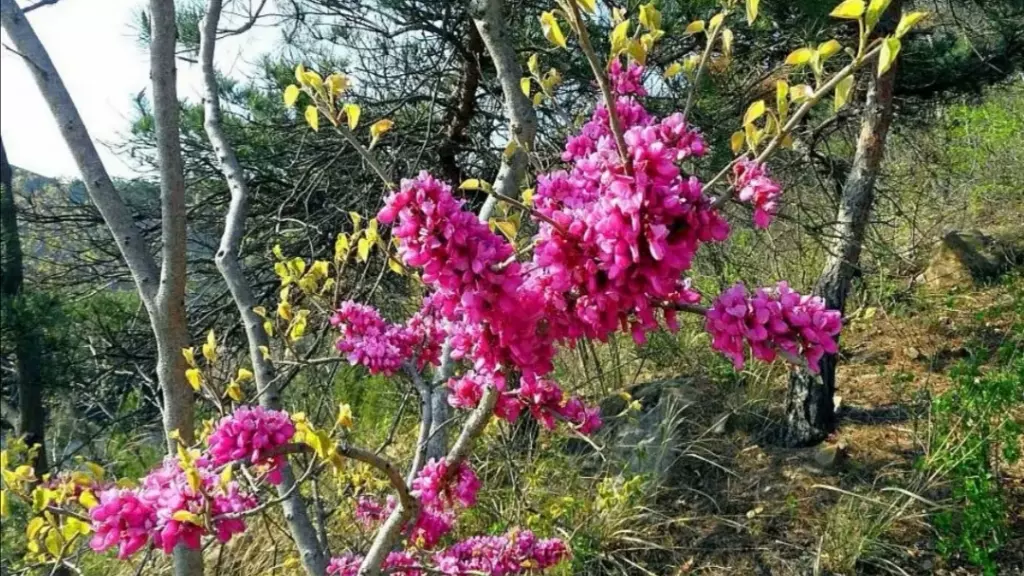 马石山图片