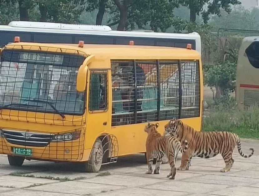 大连狮虎园图片