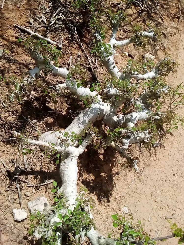 種子20粒】Commiphora drakebrockmanii 10