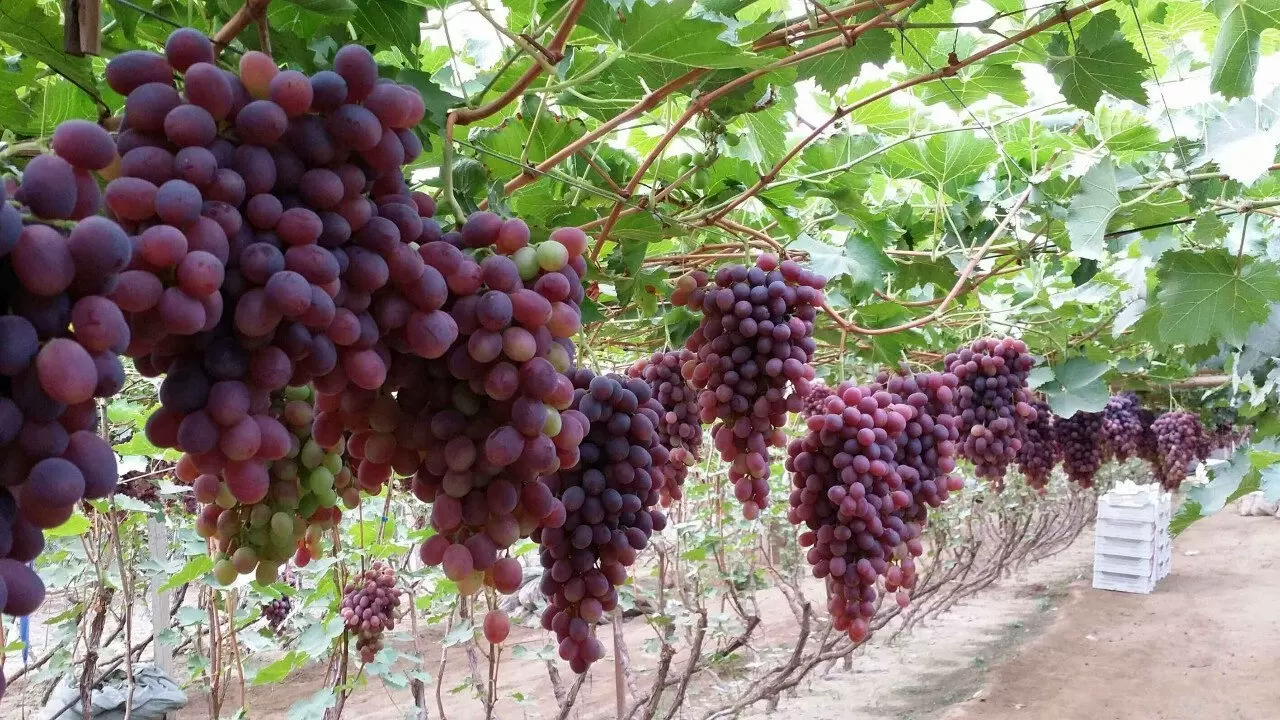 沂水县关顶人家乡村旅游区图片