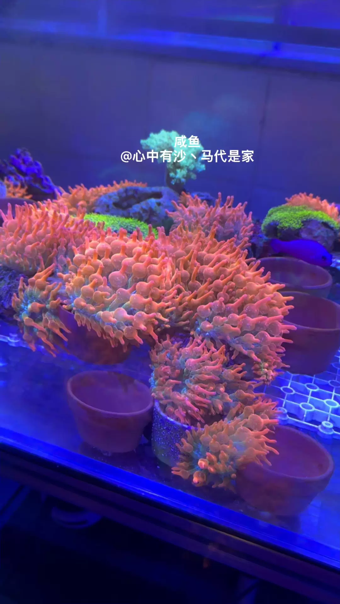 出雪花紅奶嘴海葵珊瑚，雪花多，超級奶，奶起來比手指粗-Taobao