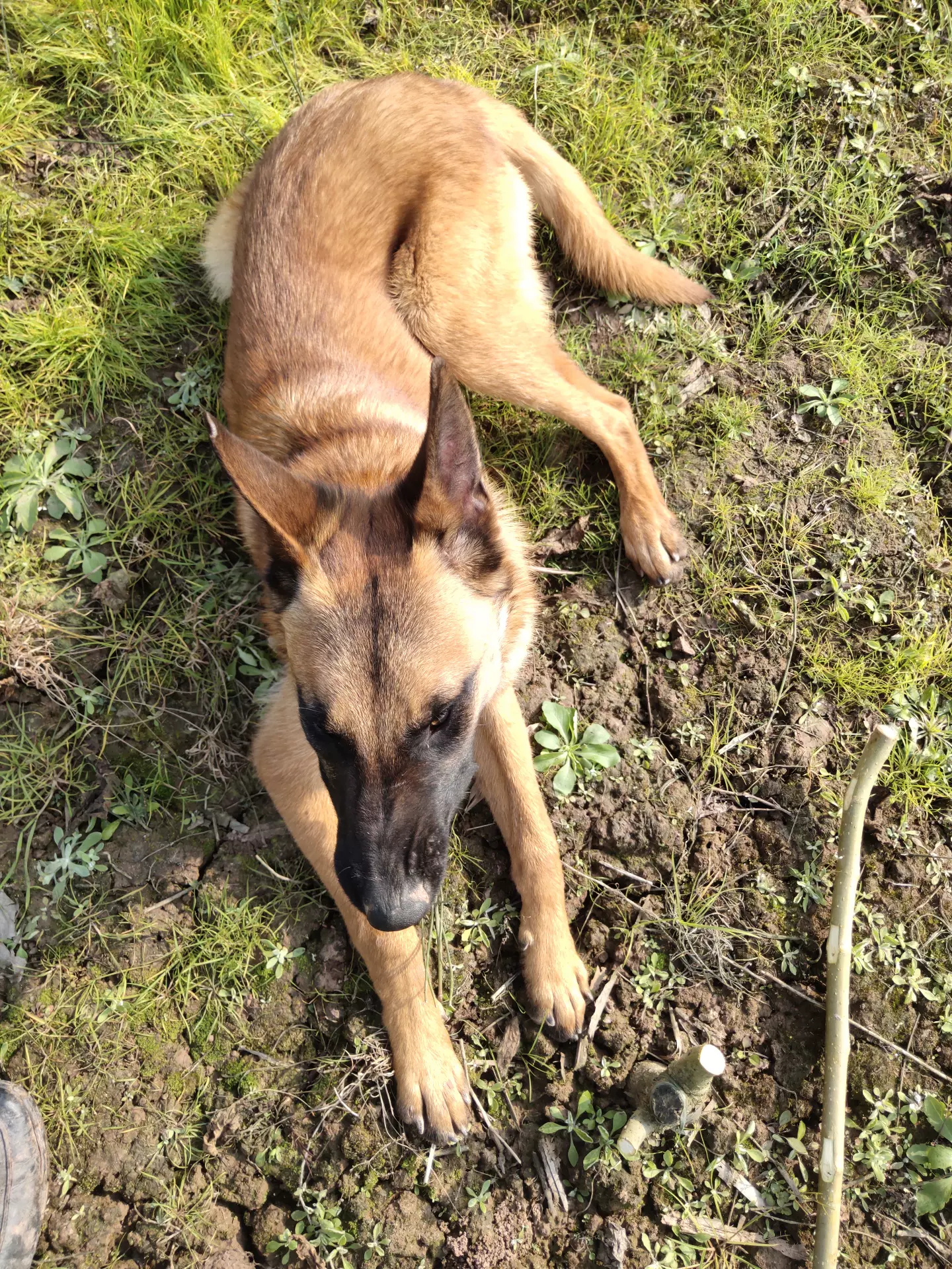 马犬 一岁 会坐 坐立 握手 趴 招回简单科目 不咬 马犬 一岁 会坐 坐立 握手 趴 招回简单科目 不咬