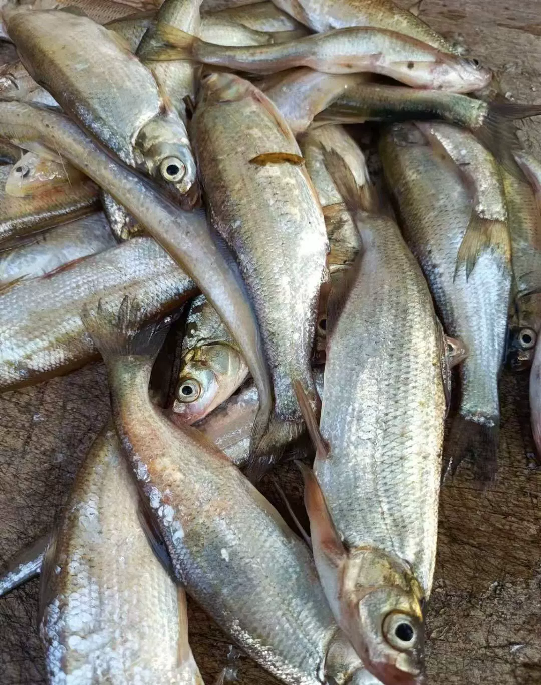 純野生翹嘴魚 白魚 大白叼魚 正宗紅魚油炸紅燒皆