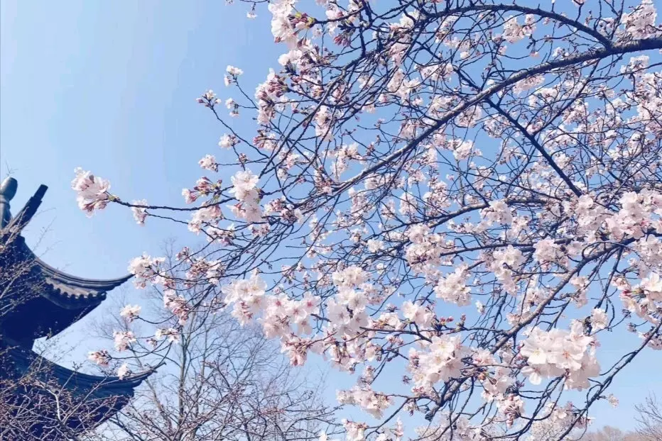 中日友好樱花园图片