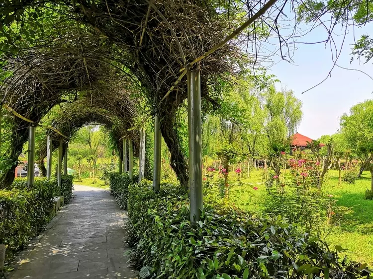 舒雅花卉·植物园图片