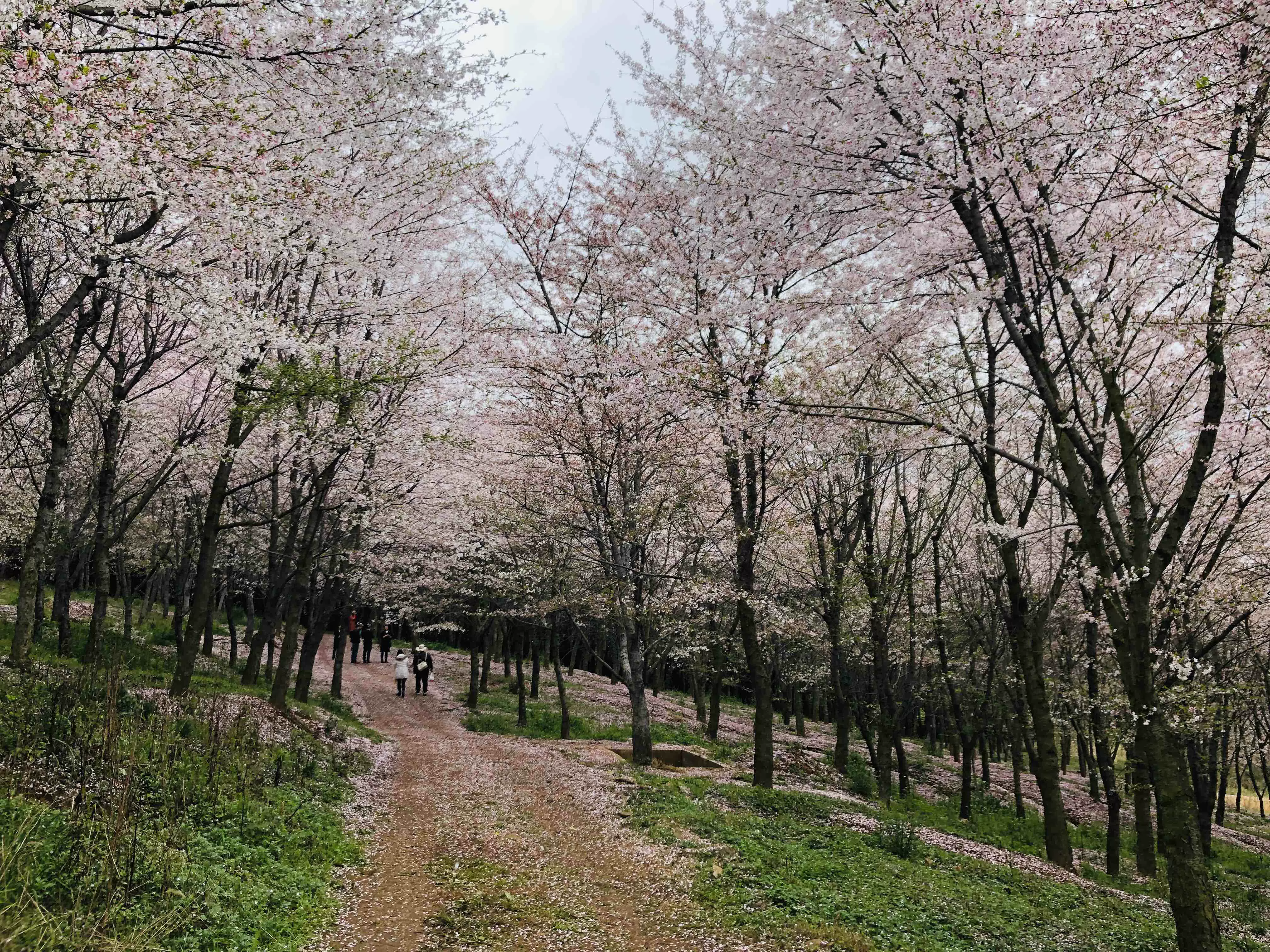 平坝农场图片