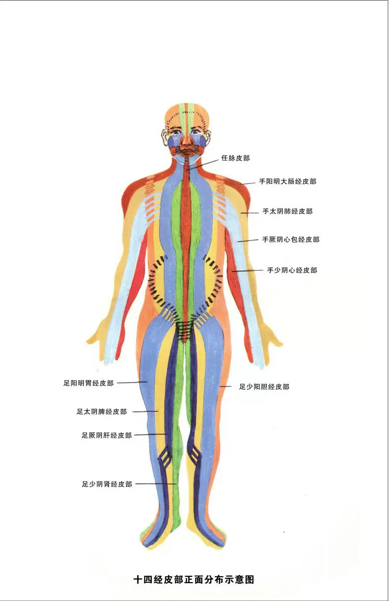 9海报展板素材 制作 2604十四经皮部正面分布示意图挂图