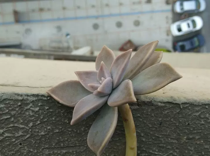 台湾多肉植物 台湾石莲花 可食用