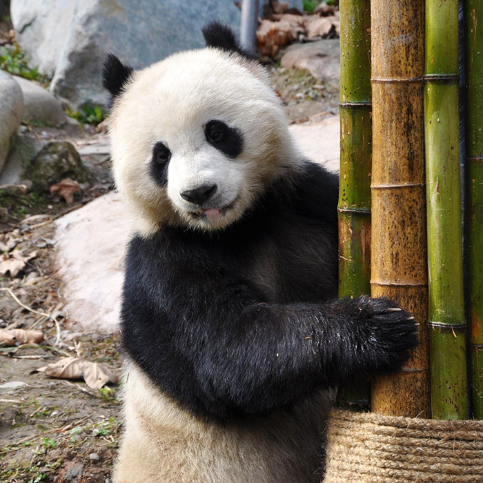 含机票成都九寨沟旅游都江堰峨眉乐山大佛6天5晚纯玩双飞跟团游