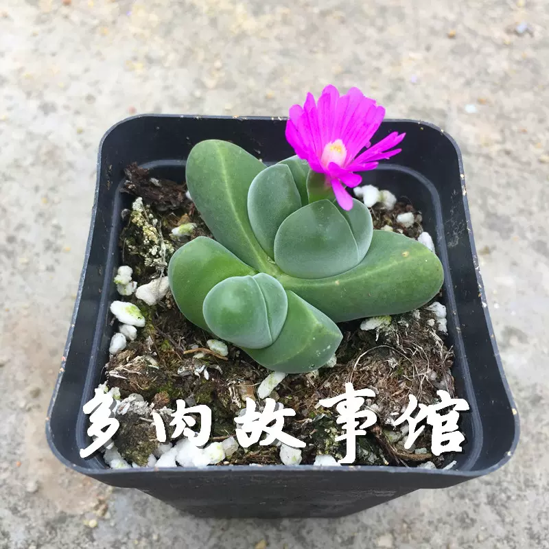 多肉故事馆 多肉植物 无比玉 开花型 Pp花 石头花 多肉