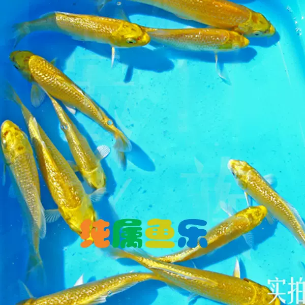 純種錦鯉魚苗活體鏡鯉黃金三道黃白三道龍鳳錦黃金錦鯉-Taobao
