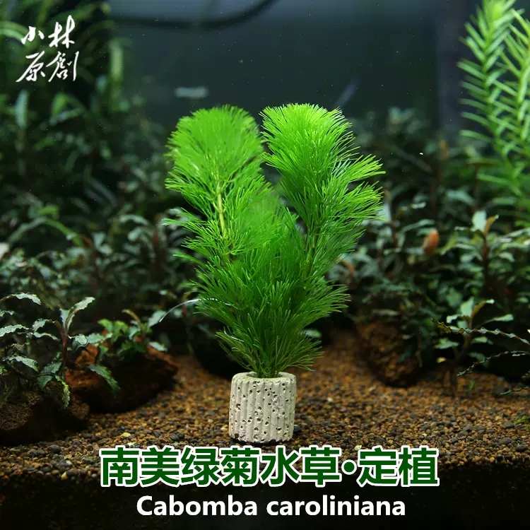 活體水草水族箱魚缸裝飾綠菊花草金魚蜈蚣草缸造景懶