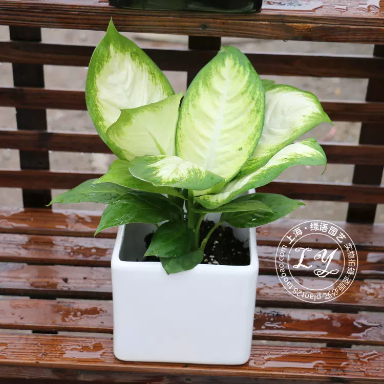 白玉万年青盆栽 花叶万年青室内办公室摆设植物 上海送货上门