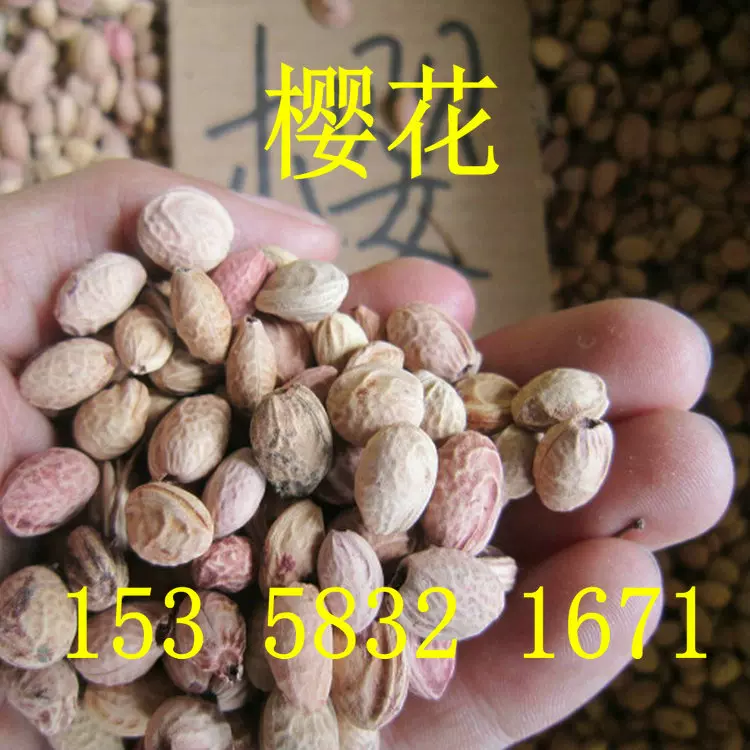 櫻花種子日本櫻花樹種子四季盆栽櫻花福建山櫻花種子山櫻子