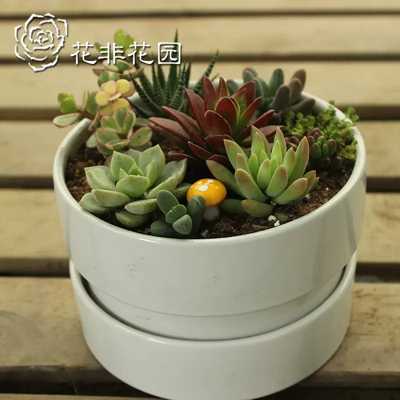 多肉植物奇趣植物綠植小盆栽姬朧月白牡丹紫珍珠虹