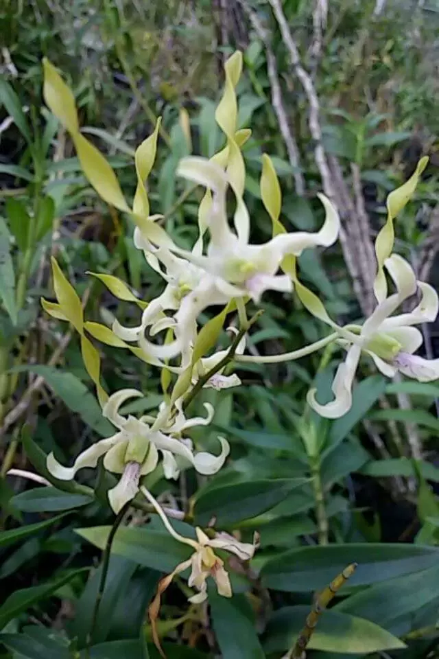 洋蘭原種 Dendrobium sp. Papua Blue(観葉植物)｜売買されたオークション情報、yahooの商品情報をアーカイブ公開 -  オークファン - その他（artesol.cl）