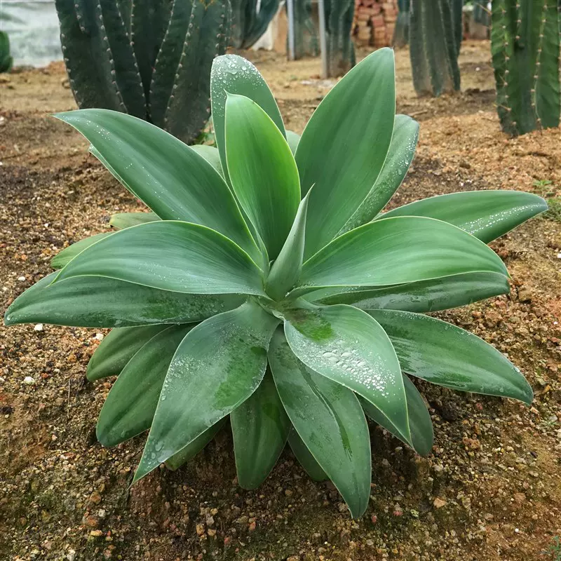 狐尾龙舌兰植物盆栽无刺科庭院绿地种植Agave attenuZata初绿-Taobao 