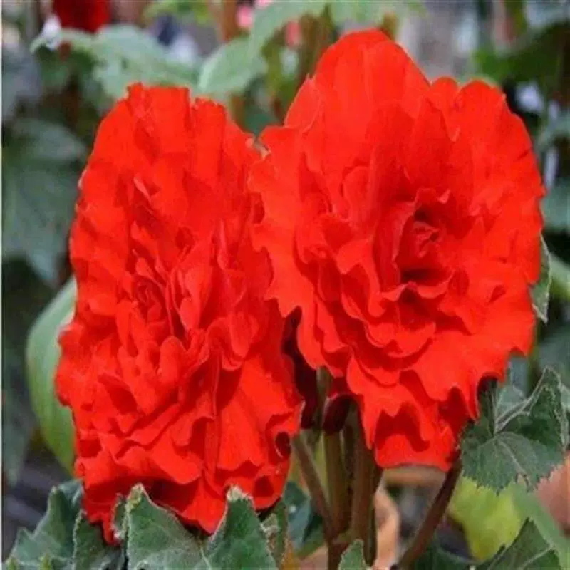 夫妻海棠花e苗重瓣大花海常y花木本海j