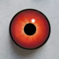 假眼标本- Top 50件假眼标本- 2024年4月更新- Taobao