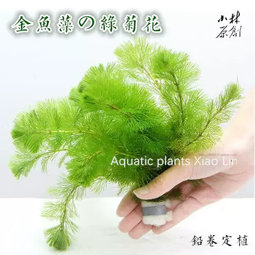 绿菊花铅卷捆水草水族箱活体造景套餐新手后景草