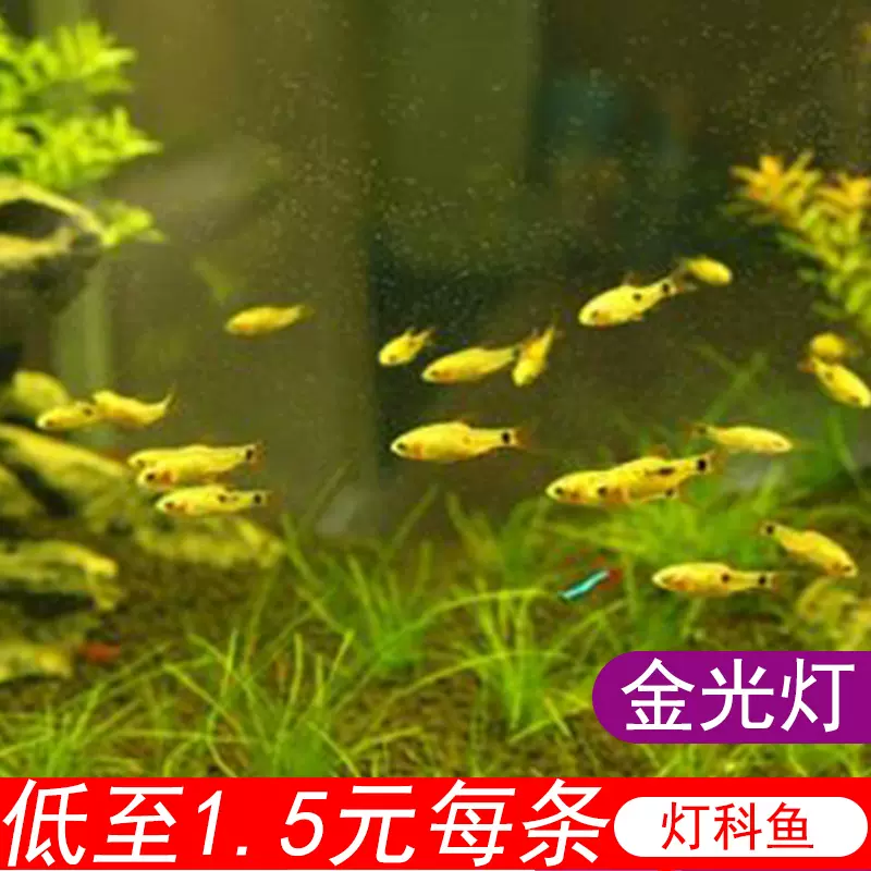 金光燈魚金元寶魚紅綠燈科魚小型魚淡水魚熱帶魚觀賞魚水族活體魚 Taobao