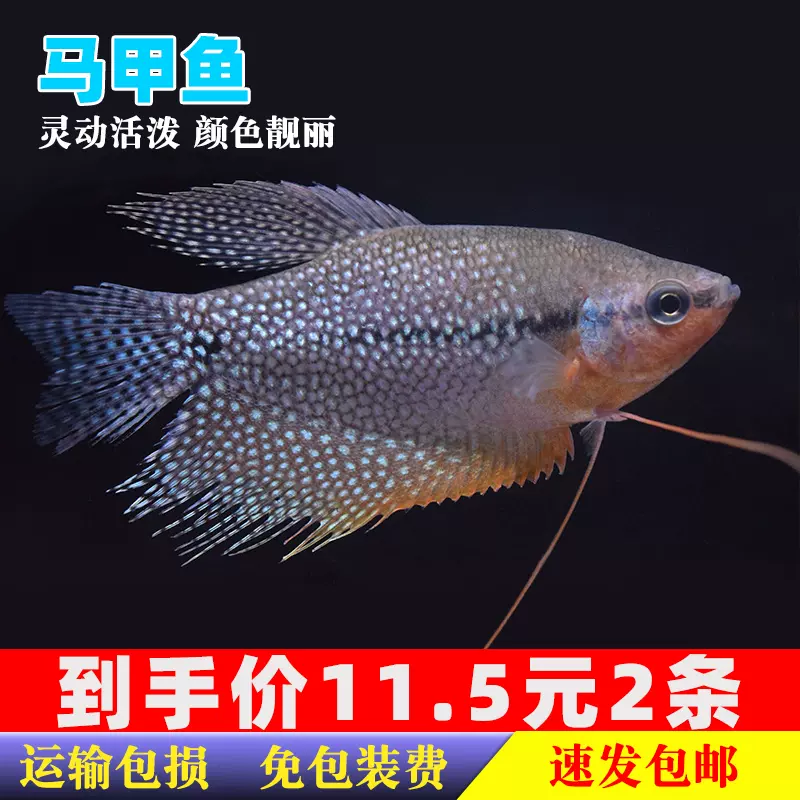 珍珠馬甲球魚珍珠馬甲魚球型魚中小型魚淡水魚熱帶魚觀賞魚