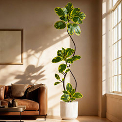 Artificial Black Rubber Tree for Indoor Living Room, High-End Bionic Banyan Tree, Floor-Standing Potted Fake Tree Ornament, Mid-Century Style