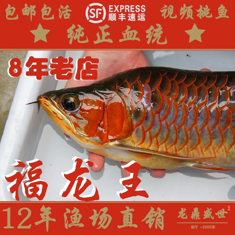 福龍王印尼純種辣椒紅龍魚超血紅紅龍活體魚紅龍活體變異畸形紅龍-Taobao