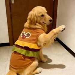 Pet Dog Clothes, Spring and Summer Style, Super Cute Cartoon Hamburger Outfit, Skin-Friendly Vest for Large Dogs, Golden Retriever, Labrador