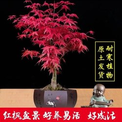 Japanese red maple bonsai native dwarf red dancer old pile four seasons red maple tree potted indoor balcony courtyard plant