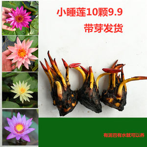 
Mini water lily seeds, hydroponics, potted pond plants, shipped with buds, aquatic lotus root diameter root blocks