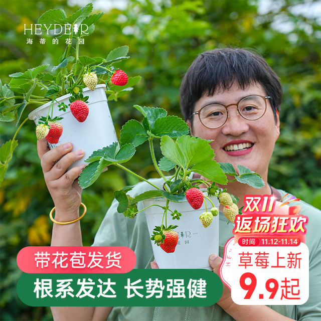 Heidi's garden strawberry seedlings seedlings seedlings seedlings seeds in autumn and winter multi -season results
