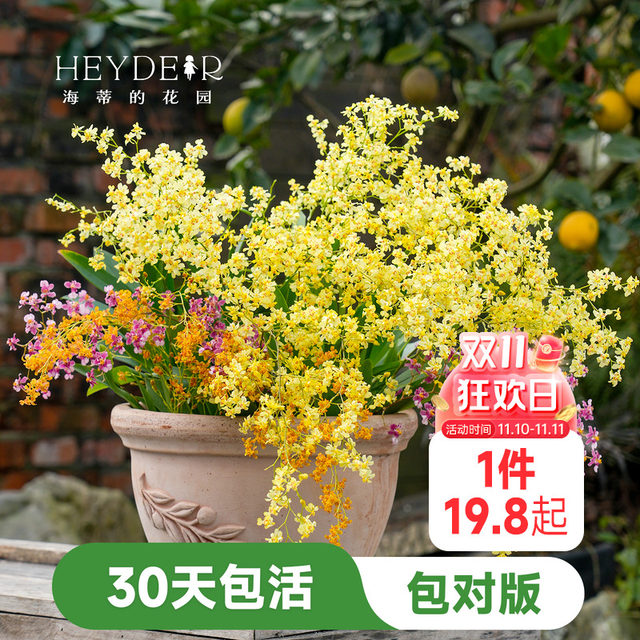Heidi's Garden Wenxin Orchid Pot Plant Indoor Orchid Plant Office Desktop Green Plant Haima Home Chengdu Main Store