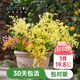 Heidi's Garden Wenxin Orchid Pot Plant Indoor Orchid Plant Office Desktop Green Plant Haima Home Chengdu Main Store