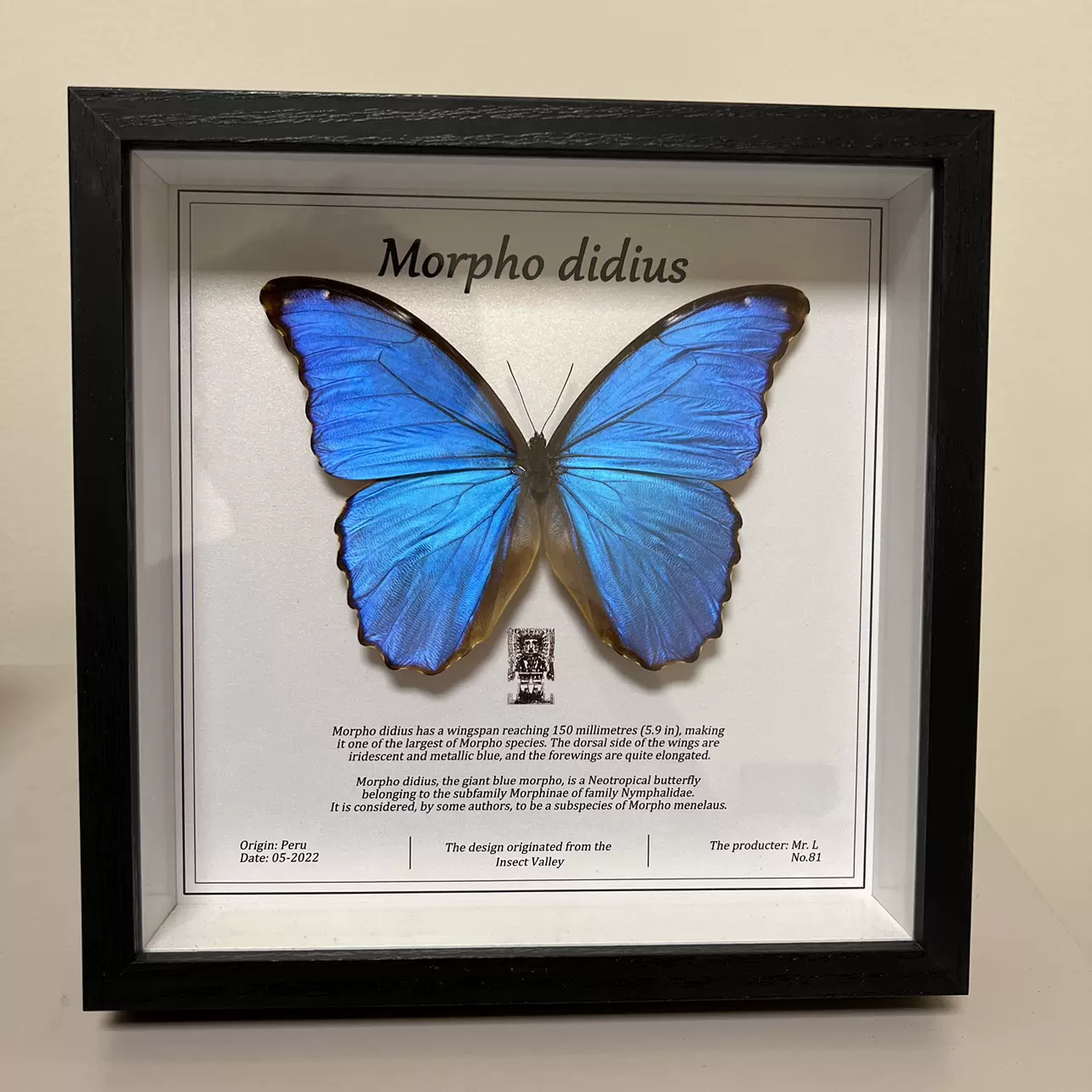 小堀遠州筆 萝字蝶之画 小堀遠州筆 萝字蝶之画 小堀遠州筆 萝字蝶之画