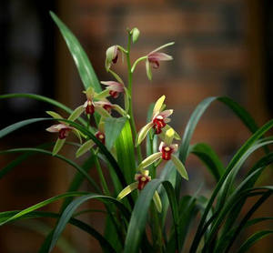 
Drunk Royal Concubine, Four Seasons Orchid Jianlan Colorful Flowers, Shy and Pretty, Sweet and Fragrant, Blooming in Summer and Autumn