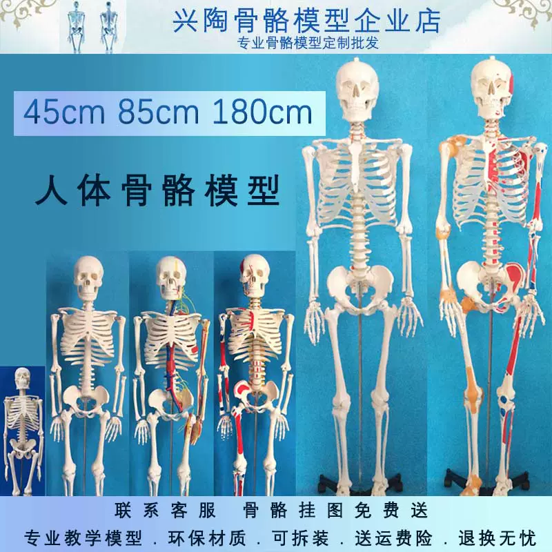 45 85 170cm人體骨骼模型醫學美術瑜伽教學小白骷髏全身脊椎骨架-Taobao