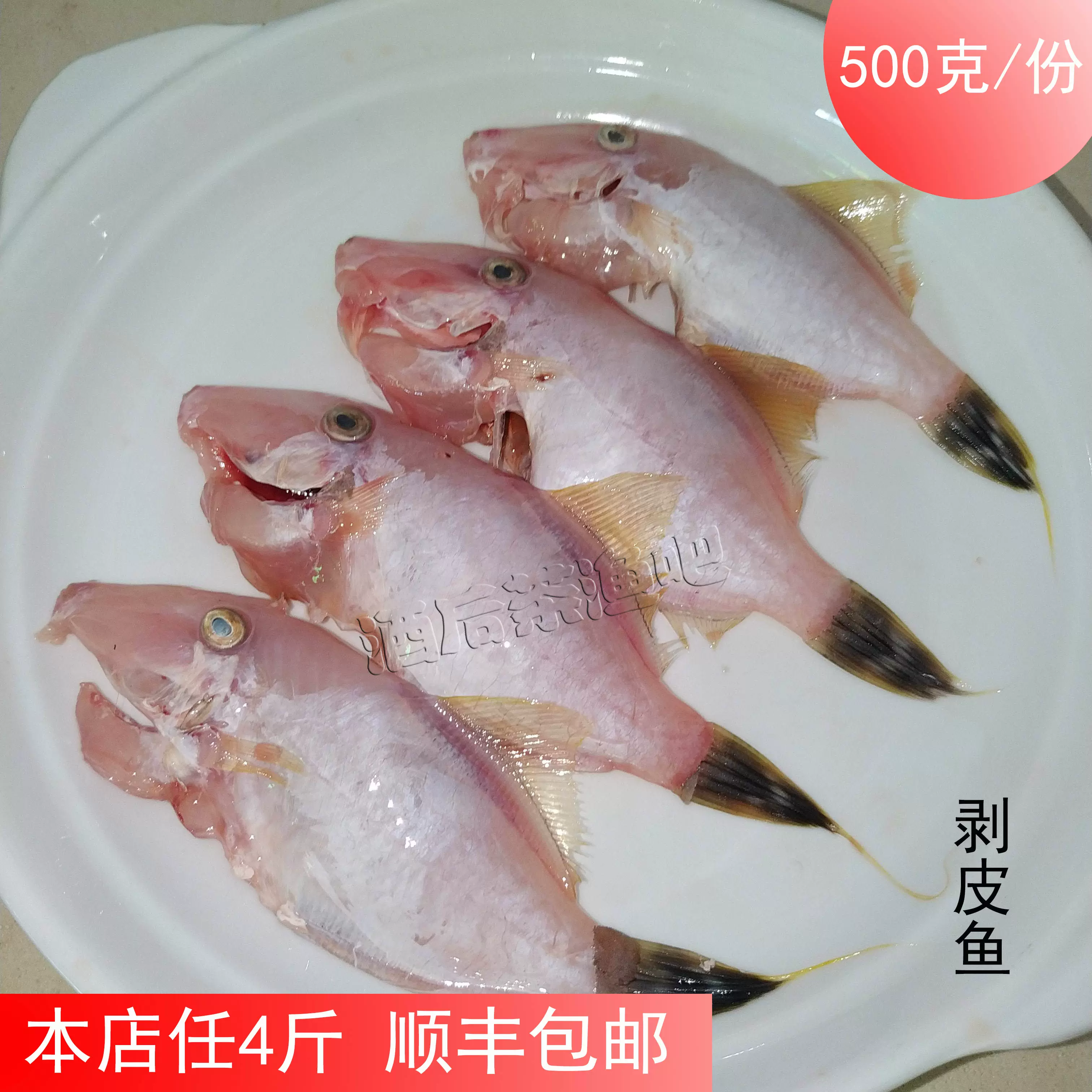 剝皮魚新鮮綠鰭馬面魨馬面魚迪仔剔皮魚橡皮