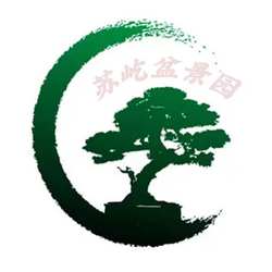 Su Yi bonsai live broadcast special shooting bonsai plants small trees with landscape bonsai green plants