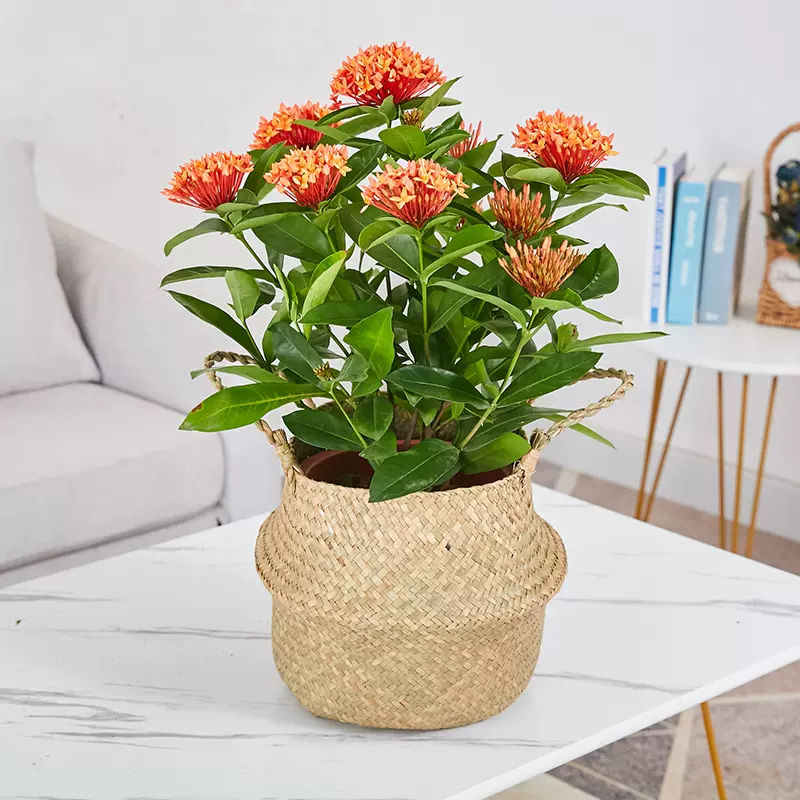 龙船花盆栽黄花粉花橙红花室外阳台花槽庭院常用开花净化