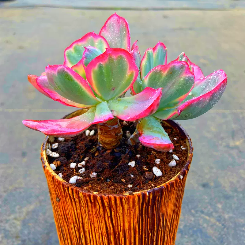 包邮多肉植物 飞云锦双头老桩 贵货稀缺品种自然锦带盆栽好防辐射