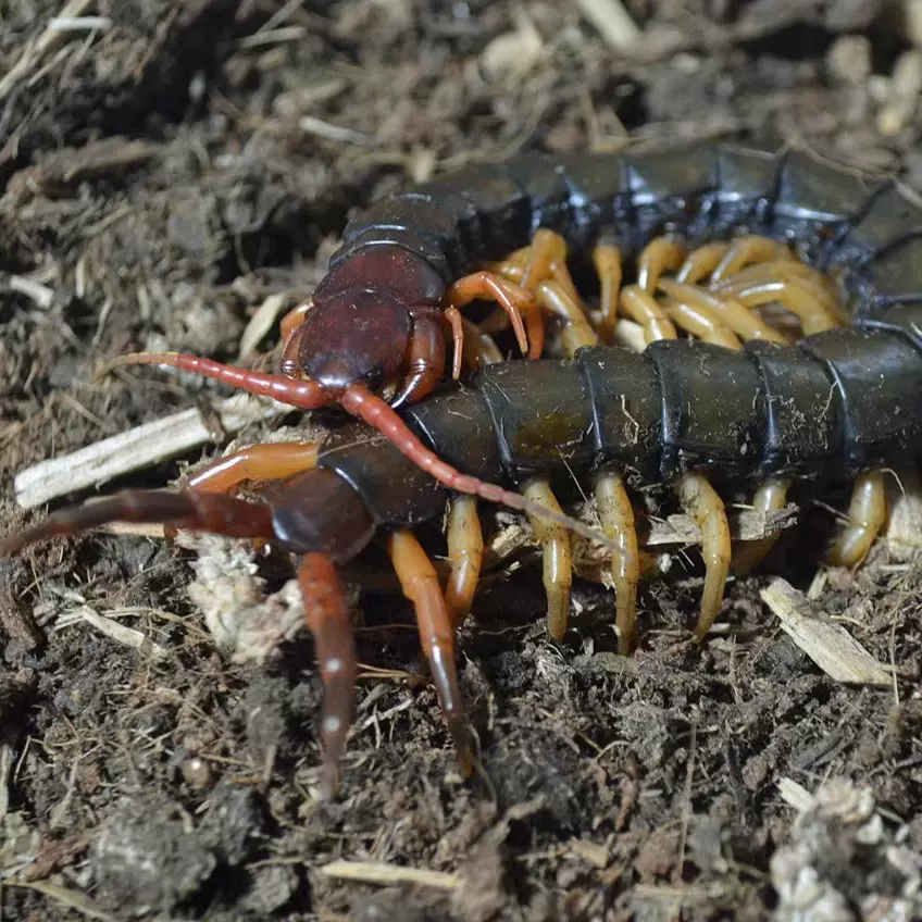 广西黄脚多棘蜈蚣 新潮观赏宠物新手入门精品促销爬虫摄影包邮