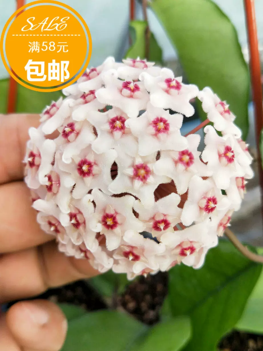 河池球兰（原尖峰岭球兰、适炼手品种）（耐寒等级5）-Taobao