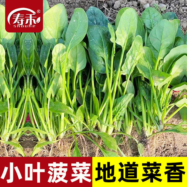 Small leaf spinach planting small greens spinach autumn and winter cold-resistant vegetable seeds solitary rapeseed autumn and winter seeds